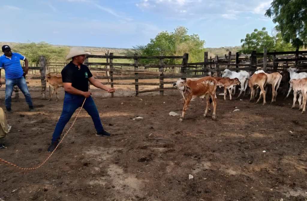 Del aula al campo: estudiantes de ingeniería agropecuaria fortalecen su formación en los campus subregionales del&nbsp;Magdalena